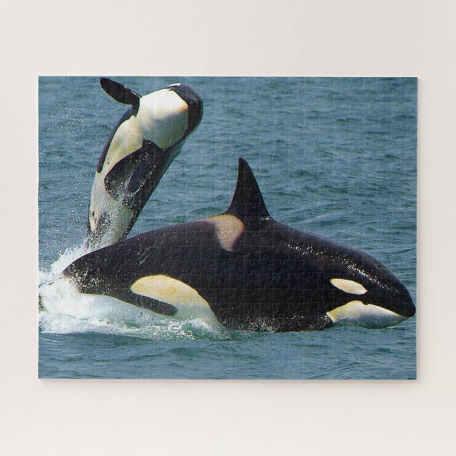 Quebra-cabeça Jigsaws Orcas ou Baleias Assassinas (Horizontal)