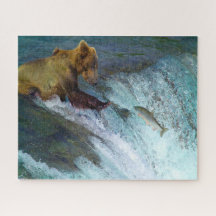 Jigseru Kodiak, ursos marrons pescando.