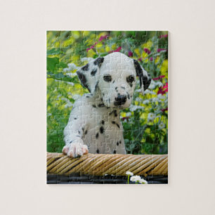 Quebra-cabeça Jogo Dalmatian novo bonito 8x10 do filhote de