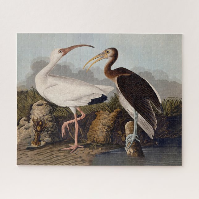 Quebra-cabeça John James Audubon White Ibis Bird Print Classic (Horizontal)