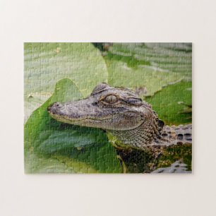 Quebra-cabeça Jovem Alligator