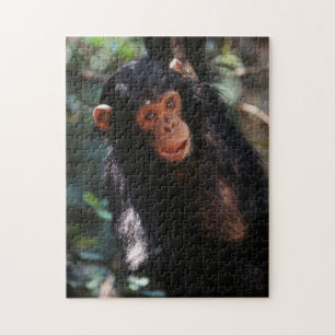 Quebra-cabeça Jovem Chimpanzé