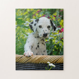 Quebra-cabeça Jovens Cachorro Dalmaciano Cachorro 11x14