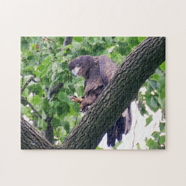 Quebra-cabeça Juvenile Bald Eagle (Horizontal)
