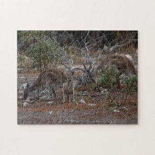Quebra-cabeça Kangaroo, na Austrália