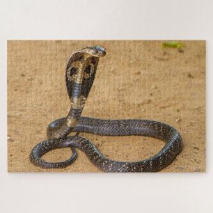 Quebra-cabeça King Cobra
