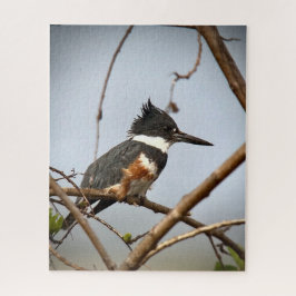 Quebra-cabeça Kingfisher Belado