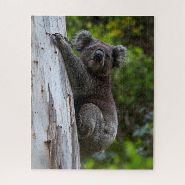 Quebra-cabeça Koala Australia Wildlife Photo, 520 pieces (Vertical)
