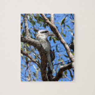 QUEBRA-CABEÇA KOOKABURRA QUEENSLAND RURAL AUSTRÁLIA