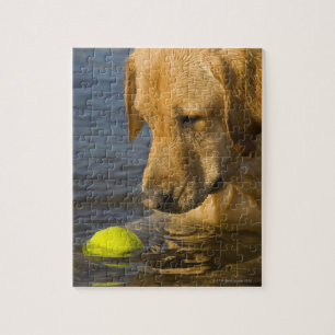 Quebra-cabeça Labrador amarelo com uma bola de tênis na água