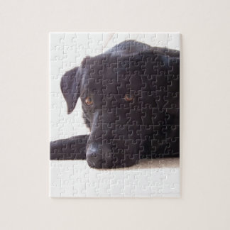 Quebra-cabeça labrador retriever