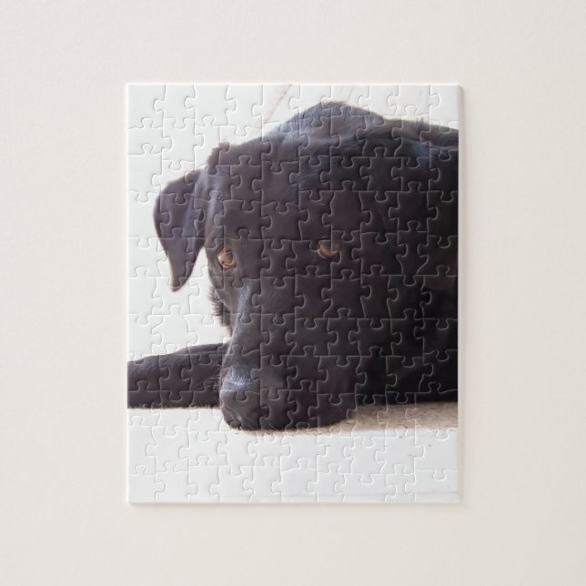 Quebra-cabeça labrador retriever (Vertical)