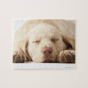 Quebra-cabeça Labrador retriever amarelo