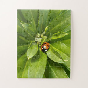 Quebra-cabeça Ladybug em Flores
