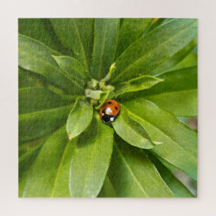 Quebra-cabeça Ladybug em Flores
