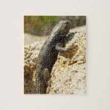 Lagarto Espinhoso de Dorso Amarelo em Joshua Tree