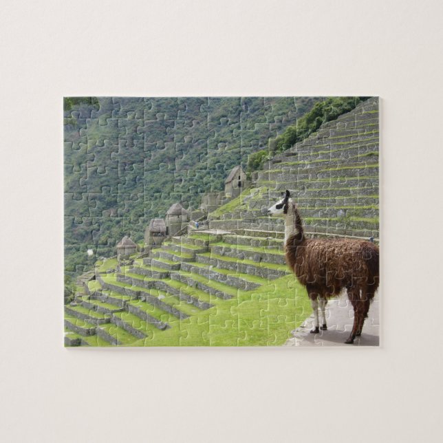 Quebra-cabeça lama (Horizontal)