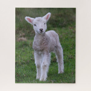 Quebra-cabeça Lamb Baby Shea Fazenda Animal
