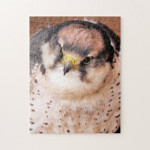 QUEBRA-CABEÇA LANNER FALCON
