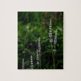 Quebra-cabeça Lavanda Inglesa