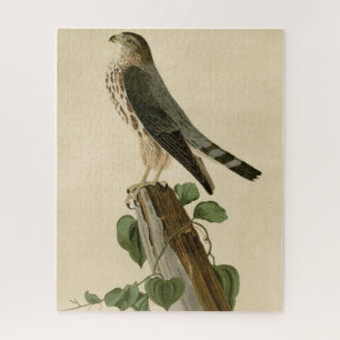 Quebra-cabeça Le Petit Caporal (Merlin) Audubon Birds da América