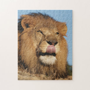 Quebra-cabeça Leão-africano (Panthera Leo), savana africana