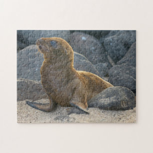 Quebra-cabeça Leão-marinho-das-galápagos