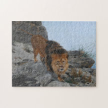 Leão nas montanhas (por Richard Friese)