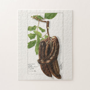 Quebra-cabeça Legume (Ceratonia Siliqua L.) Pintura de fruta