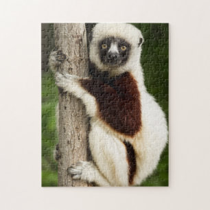 QUEBRA-CABEÇA LEMUR JIGSAW