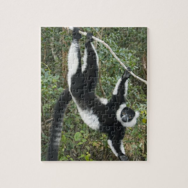 Quebra-cabeça Lêmure-rufo-preto-e-branco, (Varecia (Vertical)