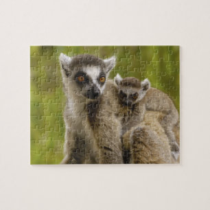 Quebra-cabeça Lêmures-de-cauda-anelada (Lemur catta) Mãe e filho
