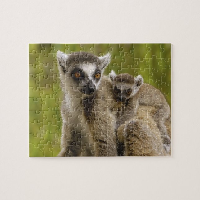 Quebra-cabeça Lêmures-de-cauda-anelada (Lemur catta) Mãe e filho (Horizontal)