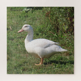 Quebra-cabeça lentilhas brancas, patos no campo, comendo saudáve