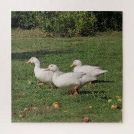 Quebra-cabeça lentilhas brancas, patos no prado, comendo saudáve
