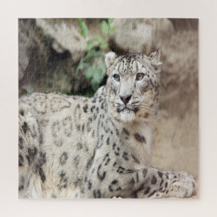 Quebra-cabeça Leopardo de Neve
