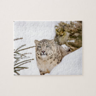 Quebra-cabeça Leopardo de neve na neve