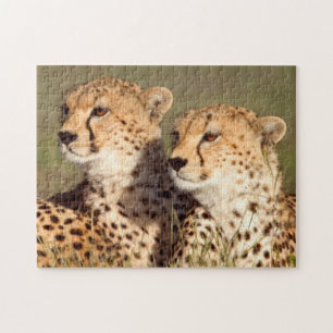 Quebra-cabeça Leopardo Deitado Na Grama, Ngorongoro Conservation