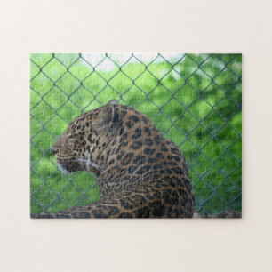 Quebra-cabeça Leopardo em cativeiro