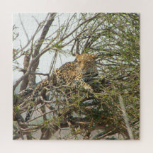 Leopardo na Árvore