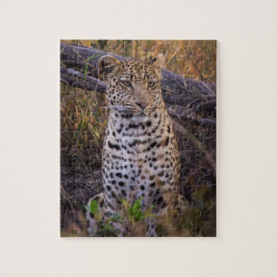 Quebra-cabeça Leopardo sentado, Botsuana, África