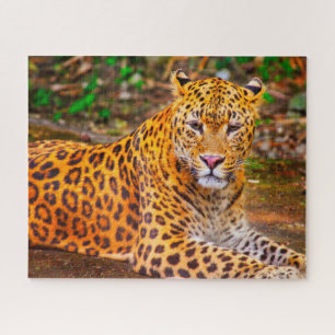 Quebra-cabeça Leopardos Grandes Felinos.