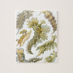 Quebra-cabeça Lesmas Marinhas, Caracóis por Ernst Haeckel, Anima
