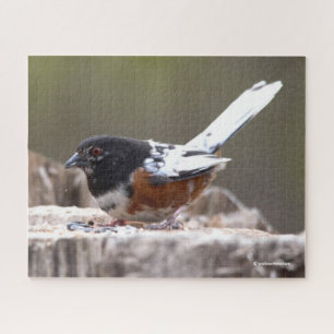 Quebra-cabeça Leucista Spotted Towhere Sparrow Songbird em Stump