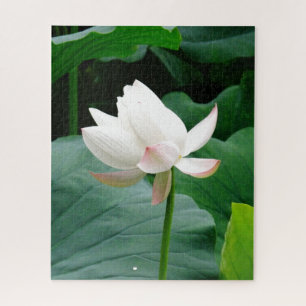 Quebra-cabeça Lily De Água Branca-Pinkish Bloqueada Entre As Fol