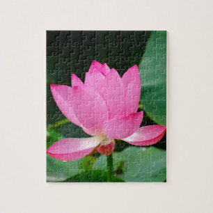 Quebra-cabeça Lily de Água Rosa num Pond