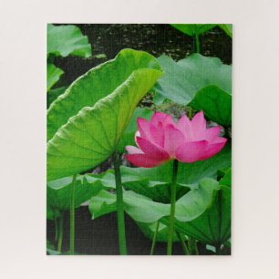 Quebra-cabeça Lily de Água Rosa Sangrenta