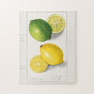Quebra-cabeça Limões (Citrus Limon) Fruta