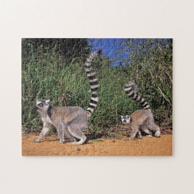 Quebra-cabeça Limures (Lemur Catta), Berbastante (Horizontal)