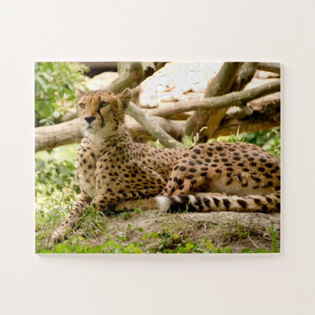 Quebra-cabeça Linda Foto De Gato De Cheetah (Horizontal)